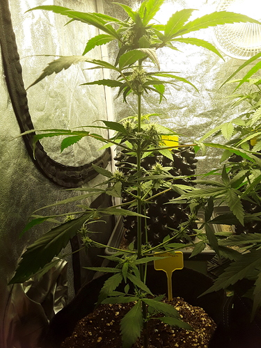 Growreport Bild 2