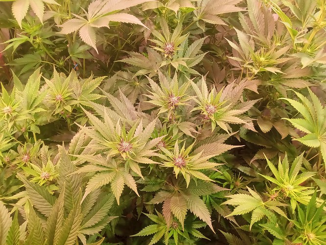 Growreport Bild 25