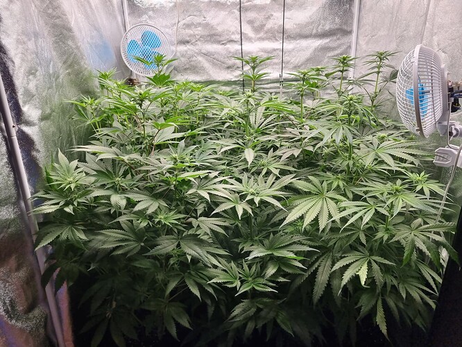 Growreport Bild 47