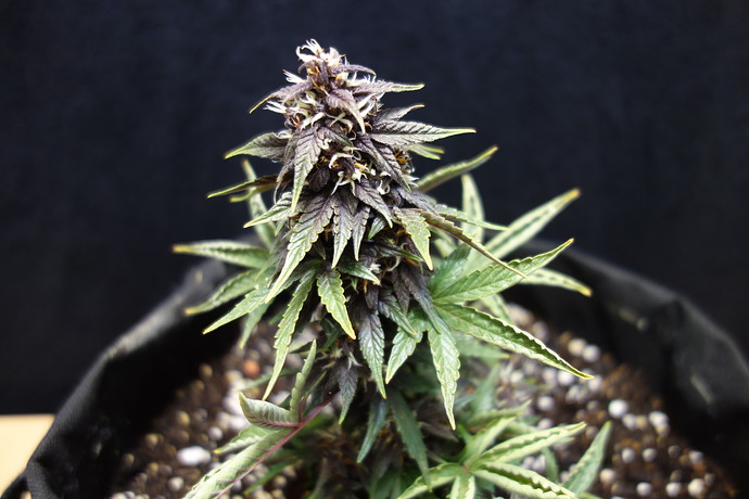 Growreport Bild 4