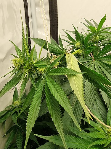 Growreport Bild 112