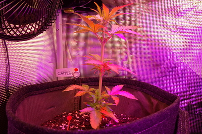 Eine junge Cannabispflanze in einem Stofftopf unter lila LED-Beleuchtung. Ein Namensschild mit der Aufschrift "CAITLIN" ist im Topf angebracht.