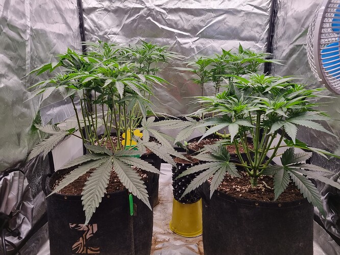 Growreport Bild 43