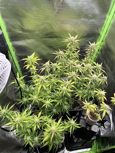 Growreport Bild 29