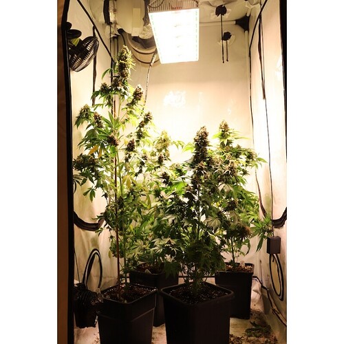 kosher-haze