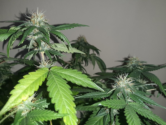 Growreport Bild 3