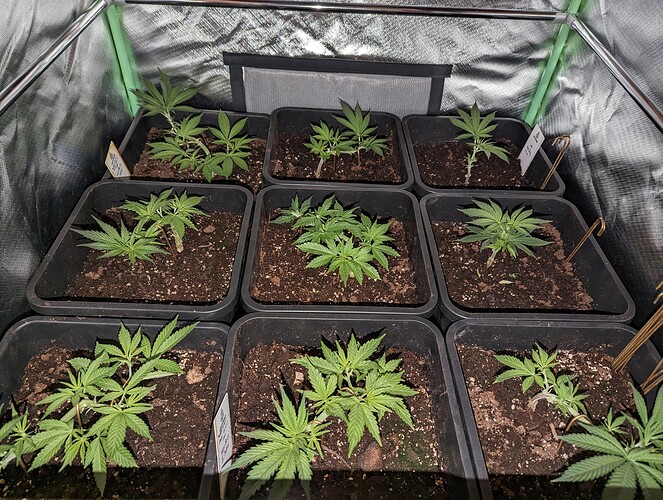 Growreport Bild 2