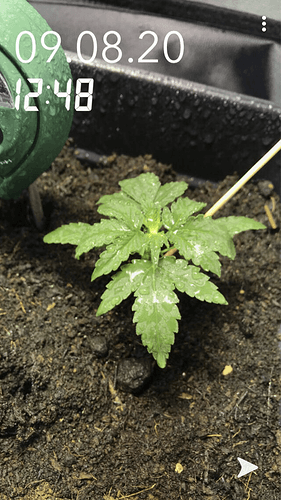 Growreport Bild 3