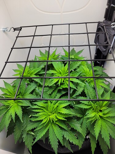 Growreport Bild 1