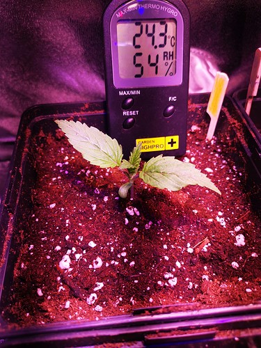 Growreport Bild 12