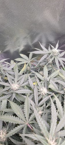 Growreport Bild 25