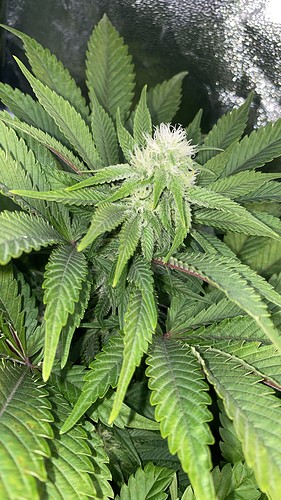 Growreport Bild 8
