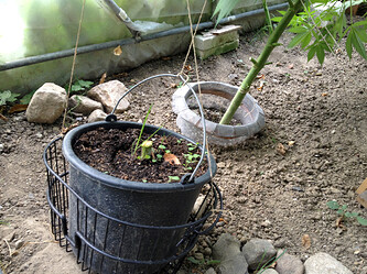 Growreport Bild 2