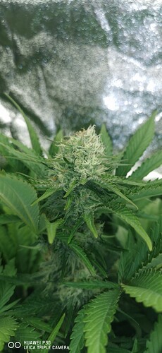 Growreport Bild 11