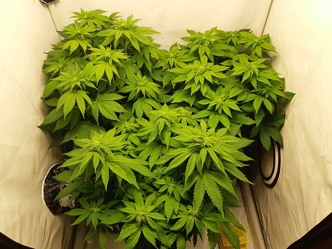 Growreport Bild 1