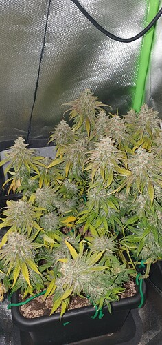 Growreport Bild 2