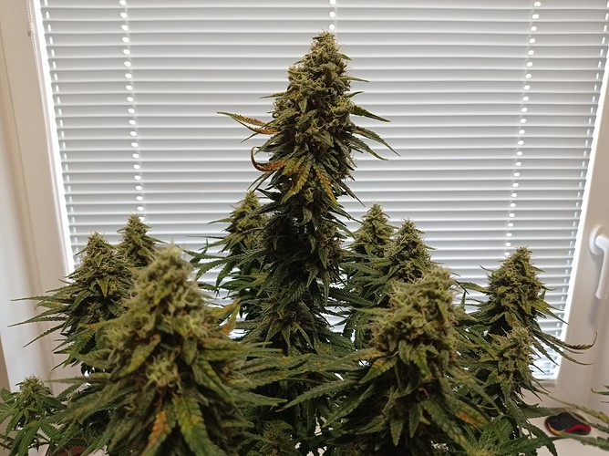 Growreport Bild 2