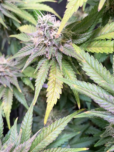Growreport Bild 4