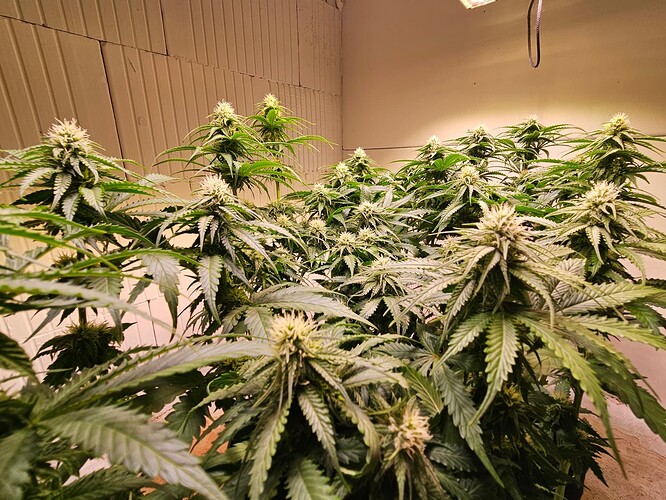 Growreport Bild 5