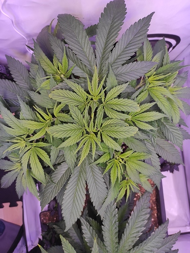 Growreport Bild 2