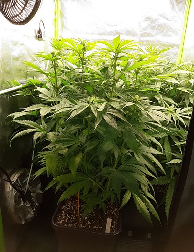Growreport Bild 1