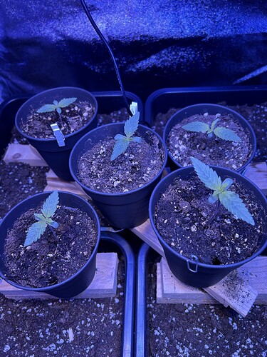 Growreport Bild 1