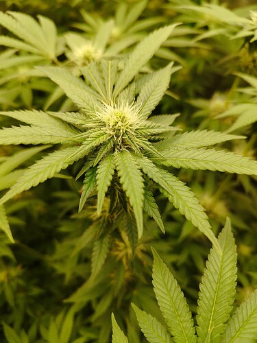 Growreport Bild 5