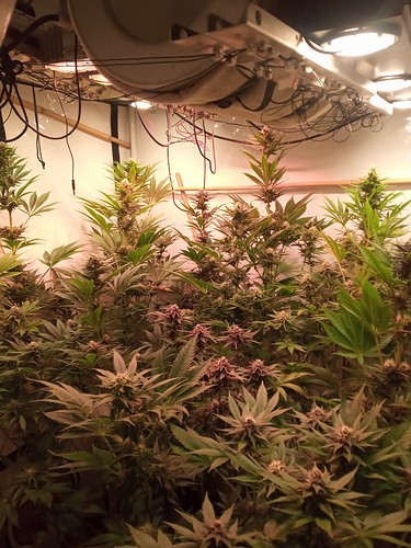 Growreport Bild 74
