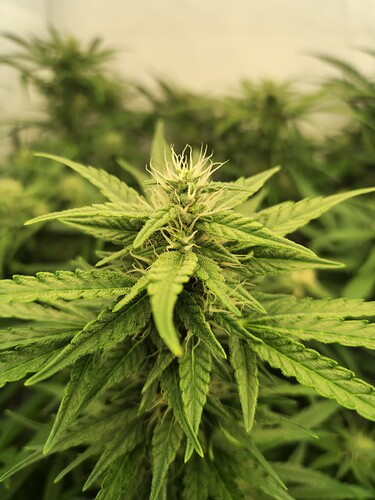 Growreport Bild 8