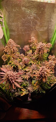 Growreport Bild 1