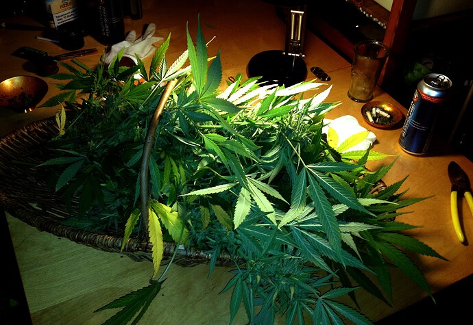 Growreport Bild 29