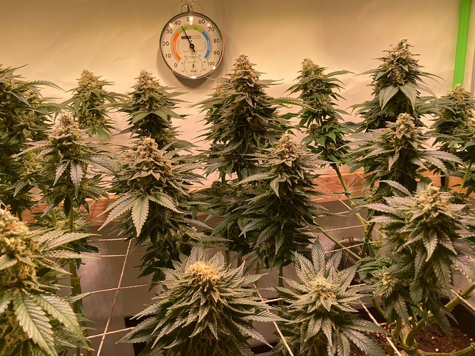 Growreport Bild 4