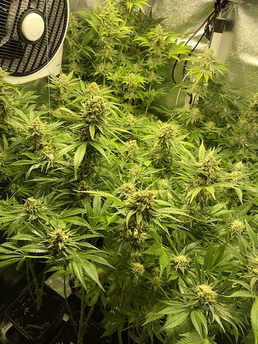 Growreport Bild 20