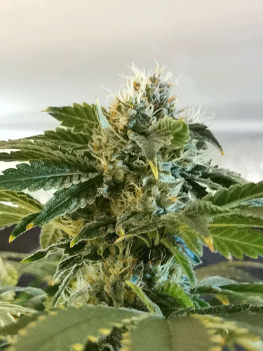 Growreport Bild 1