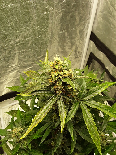 Growreport Bild 8