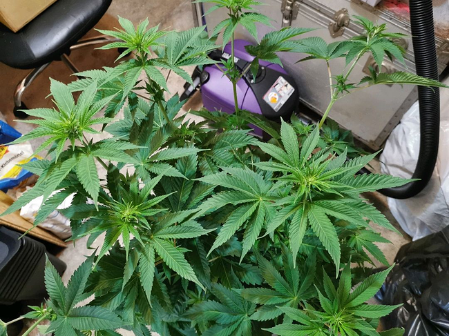 Growreport Bild 20