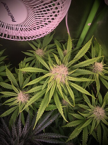 Growreport Bild 5