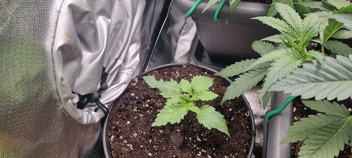 Growreport Bild 5
