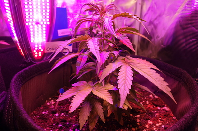 Eine junge Cannabispflanze in einem Vliesstofftopf unter einer LED-Wachstumslampe. Die Pflanze hat mehrere Blattpaare und zeigt Anzeichen von Wachstum. Im Hintergrund ist eine reflektierende Zeltwand zu sehen.