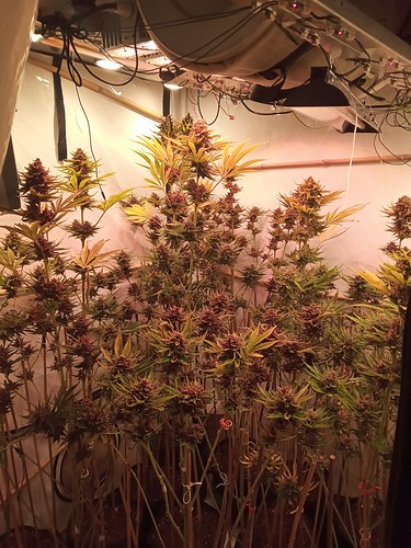 Growreport Bild 17