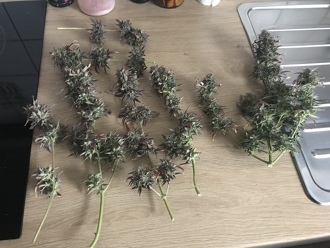 Growreport Bild 1