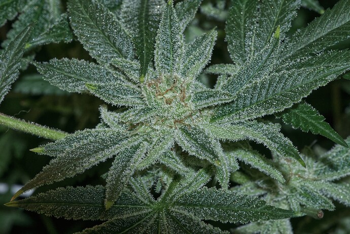 Betreutes Growen - Begonnen der Angriff der Klonkrieger hat! -