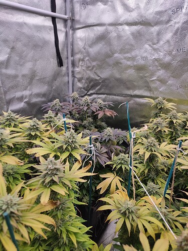 Growreport Bild 7