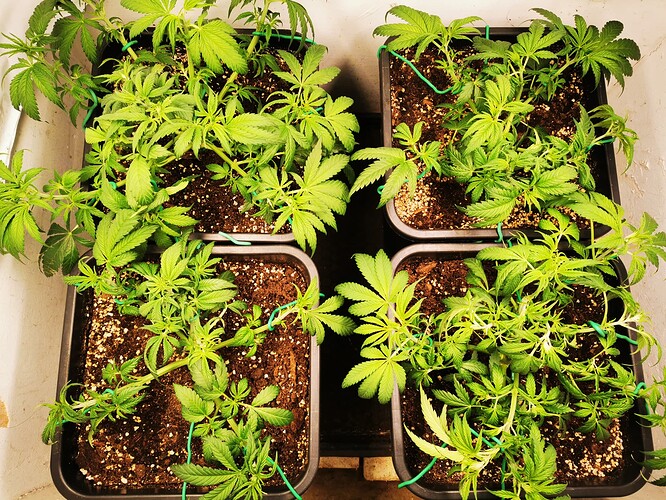 Growreport Bild 4