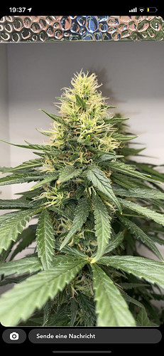 Growreport Bild 6