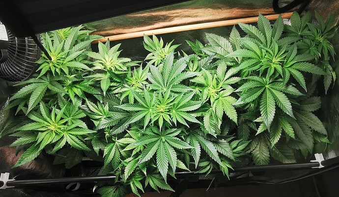 Growreport Bild 39