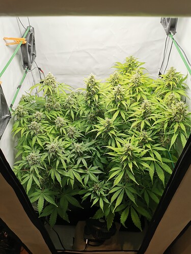 Growreport Bild 2