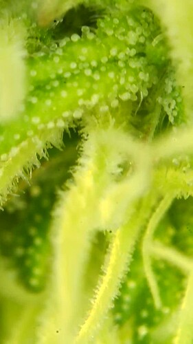 Growreport Bild 42