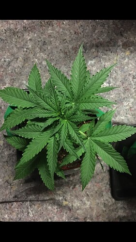 Growreport Bild 13