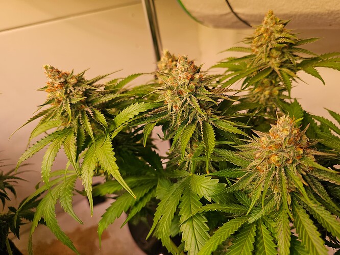 Growreport Bild 26